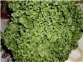  salata 